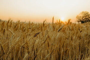 Naklejka premium Barley field against sunset background.