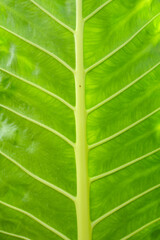 Abstract green leaf pattern for background.