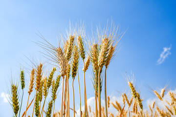 Ripe Barley wheat field against blue sky background.