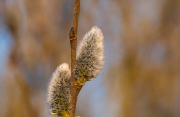 Weidenkätzchen am Zweig