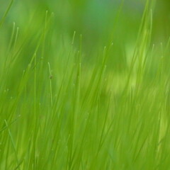 緑の草