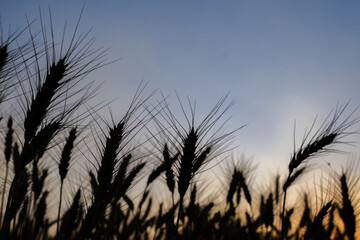 Silhouette ripe wheat field against dark sky background.
