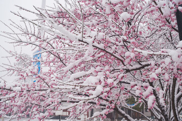 Plum blossoms in snow in East Lake Scenic Area, Wuhan, Hubei