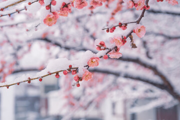 Plum blossoms in snow in East Lake Scenic Area, Wuhan, Hubei