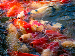 Obraz na płótnie Canvas Asian fish