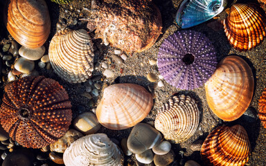 collection of sea urchins and clam shells on wet sand top view closeup