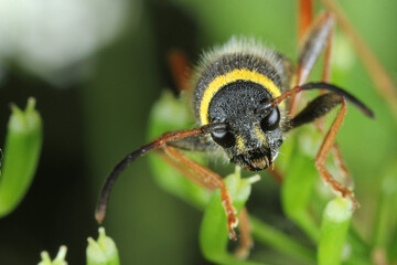 Naklejka premium Common beetle Clytus arietis of the Longhorn beetles (Cerambycidae, Coleoptera) on plant.