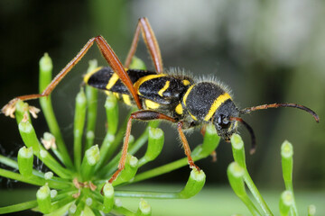 Common beetle Clytus arietis of the Longhorn beetles (Cerambycidae, Coleoptera) on plant.