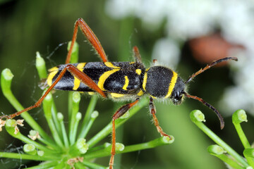 Common beetle Clytus arietis of the Longhorn beetles (Cerambycidae, Coleoptera) on plant.