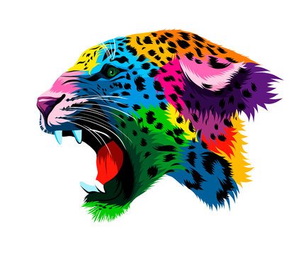 Abstract portrait of the head of a snarling leopard, grin of a leopard from multicolored paints. Colored drawing. Vector illustration of paints