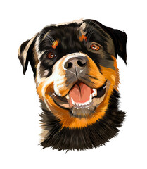 Head portrait of Rottweiler, German dog breed from multicolored paints. Colored drawing. Vector illustration of paints