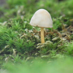 苔ときのこ