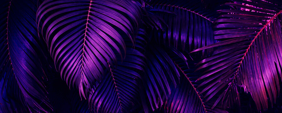 purple tropical palm leaf background