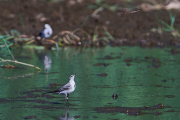 Junge Bachstelze auf Insektenjagd