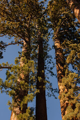 Autumnal natural landscape from Yosemite National Park, California, United States