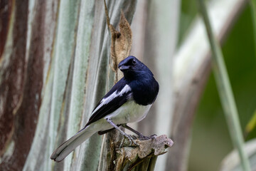 Close up of one small oriental magpie in a green environment