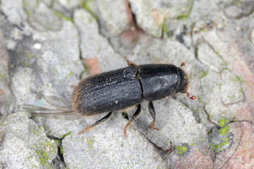 Hylurgus ligniperda - common bark beetle damaged pines in the forests. Beetle on the bark of a tree.