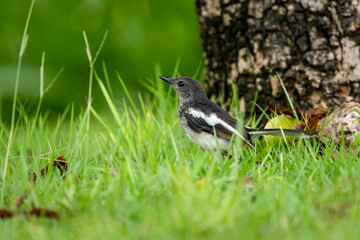 Close up of one small oriental magpie in a green environment