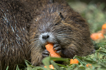 Ragondin mangeant une carotte au bord de l'eau