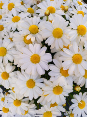 Natural floral background of white daisy flowers. Bellis Perennis. Vertical © LuciaFdez
