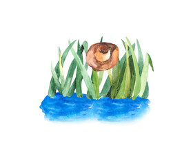 Drawing of a lake framed by thickets of green grass and a hunter's hat. Watercolor hand-drawn illustration on a white background for a design on the theme of nature and hunting.