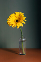 Fototapeta premium Yellow flower in glass vase on green background and brown table