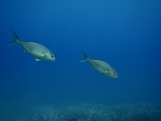 Fototapeta premium jack fish underwater scenery jackfish couple blue water scenery
