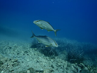Fototapeta premium jack fish underwater scenery jackfish couple blue water scenery