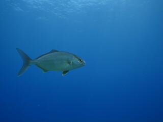 Obraz premium jack fish underwater scenery jackfish couple blue water scenery