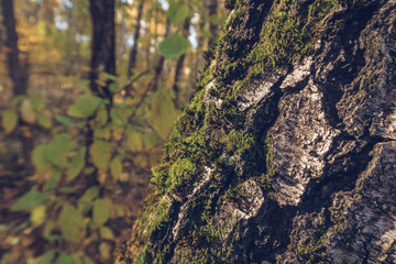 Closeup of a tree bark among moss and lichen in the forest. Outdoors wildlife. Selective focus, blurred background stock photography