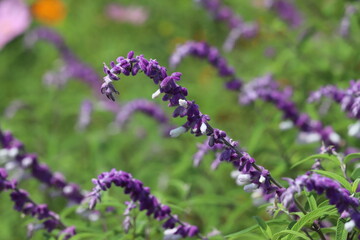日本の秋の公園に咲く紫色のサルビア・レウカンサの花