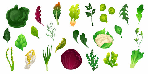 Cartoon salad. Fresh green food, farm organic vegetables and herbs. Vector isolated set