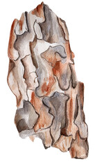 Part of the bark of a pine tree watercolor single element.  Template for decorating designs and illustrations.	
