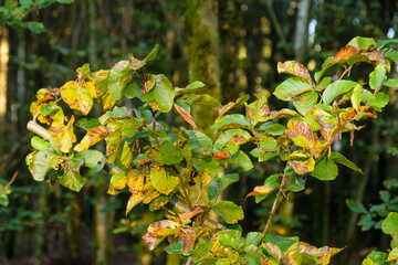 Herbstlich verfärbte Blätter vor einem dunkeln Wald im Hintergrund