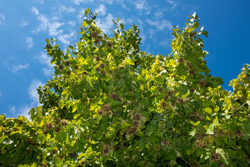 Fototapeta na wymiar Saftige frische grüne Blätter an einem Nussbaum (Blick von unten - gegen den blauen Himmel mit kleinen Wolken)