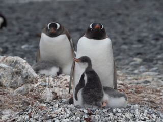Gentoo penguin parent feeding chicks on the shores Brown Bluff, Antarctric Peninsula, Antarctica