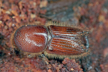 The European spruce bark beetle (Ips typographus), is a species of beetle in the weevil subfamily...