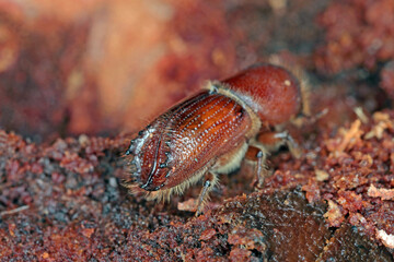 The European spruce bark beetle (Ips typographus), is a species of beetle in the weevil subfamily Scolytinae, the bark beetles.