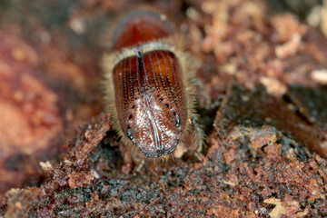 The European spruce bark beetle (Ips typographus), is a species of beetle in the weevil subfamily...