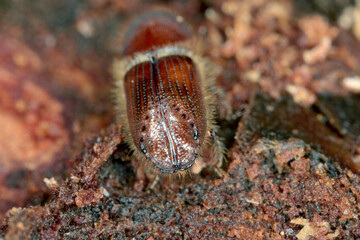 The European spruce bark beetle (Ips typographus), is a species of beetle in the weevil subfamily Scolytinae, the bark beetles.