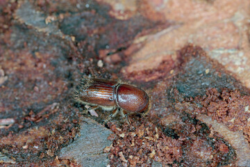 The European spruce bark beetle (Ips typographus), is a species of beetle in the weevil subfamily...