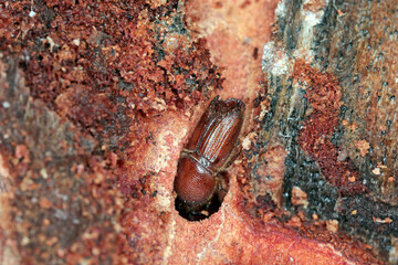 The European spruce bark beetle (Ips typographus), is a species of beetle in the weevil subfamily Scolytinae, the bark beetles. - obrazy, fototapety, plakaty