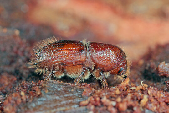 The European spruce bark beetle (Ips typographus), is a species of beetle in the weevil subfamily Scolytinae, the bark beetles.