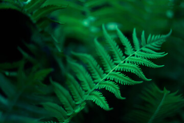 Green fern dark background
