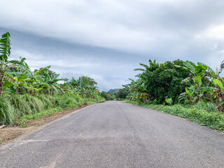 empty tranquil road to the forest.