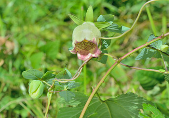 Wildflower (Codonopsis ussuriensis)