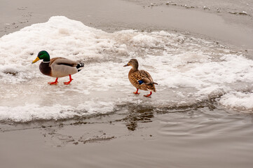 Naklejka premium Ducks in early spring on the waterfront!