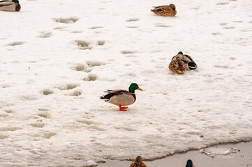 Ducks in early spring on the waterfront!