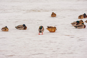 Ducks in early spring on the waterfront!