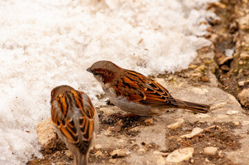 Sparrows in early spring on the waterfront!